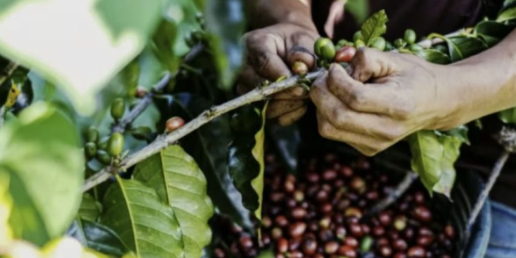 Exportações de produtos agropecuários atingem 46,8% do total do estado