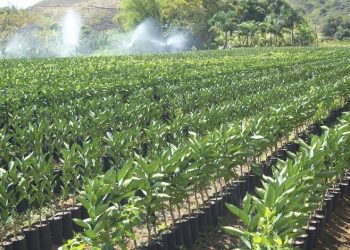 Emater-MG lança catálogo com viveiristas do munícipio de Dona Euzébia