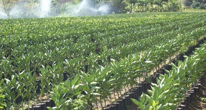 Emater-MG lança catálogo com viveiristas do munícipio de Dona Euzébia