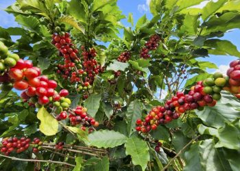 Exportações do agronegócio mantêm Minas Gerais em destaque no cenário global