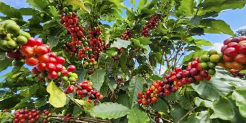 Exportações do agronegócio mantêm Minas Gerais em destaque no cenário global