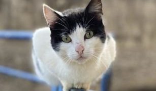 Governo de Minas lança edital para consórcios públicos com foco na microchipagem de cães e gatos