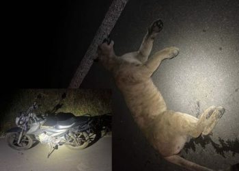 Motociclista atropela onça-parda que atravessava rodovia no Sul de Minas