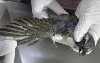 Aves vítimas do tráfico são reabilitadas no Cetras de Divinópolis