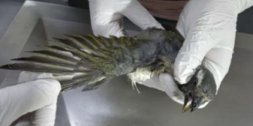 Aves vítimas do tráfico são reabilitadas no Cetras de Divinópolis