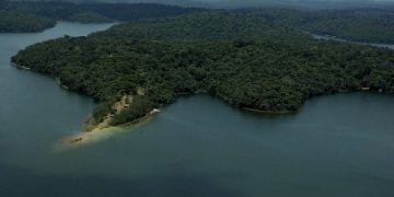 Minas avança no reflorestamento da meta de restauração da Mata Atlântica
