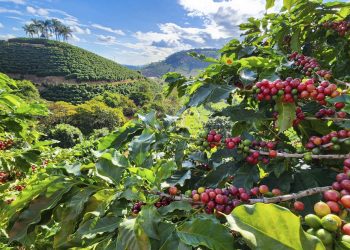 Últimos dias para inscrição no Concurso de Qualidade dos Cafés