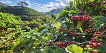 Últimos dias para inscrição no Concurso de Qualidade dos Cafés