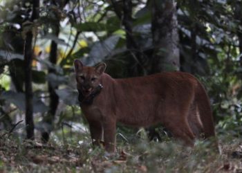 Onça-parda passa a integrar grupo de animais monitorados por coleira de rastreamento