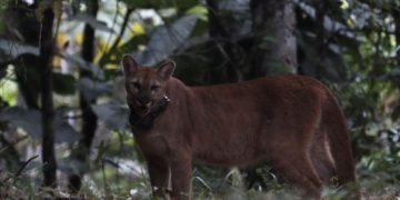 Onça-parda passa a integrar grupo de animais monitorados por coleira de rastreamento