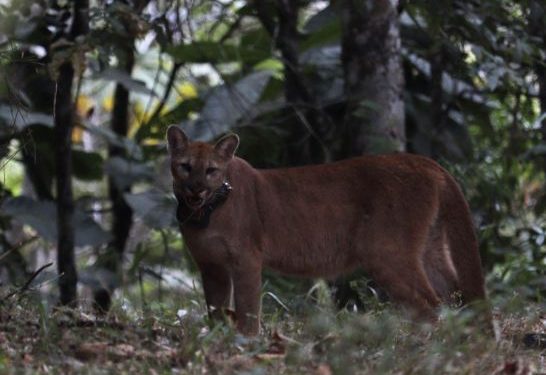 Onça-parda passa a integrar grupo de animais monitorados por coleira de rastreamento