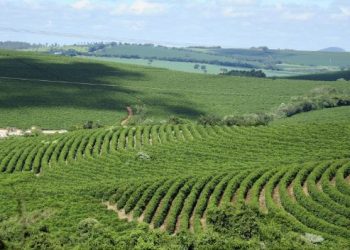 Exportações do agro mineiro mantêm crescimento e alcançam US$ 12,8 bilhões