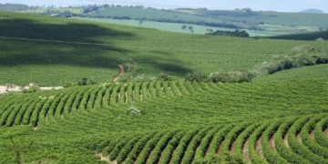 Exportações do agro mineiro mantêm crescimento e alcançam US$ 12,8 bilhões