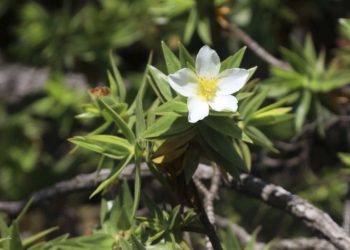 Quatro novas espécies de plantas são encontradas no Espinhaço Mineiro