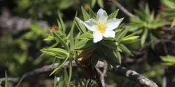Quatro novas espécies de plantas são encontradas no Espinhaço Mineiro