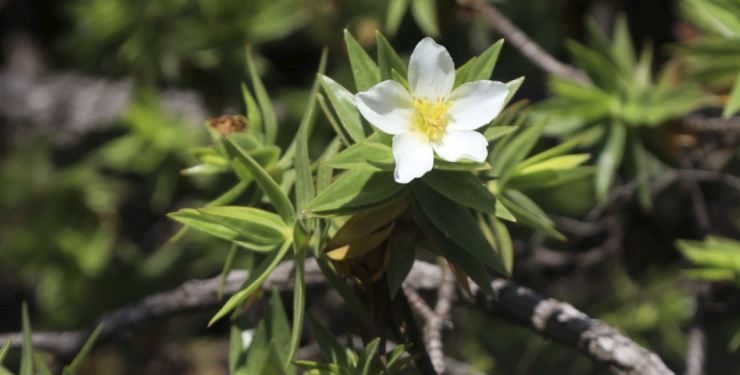 Quatro novas espécies de plantas são encontradas no Espinhaço Mineiro