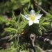 Quatro novas espécies de plantas são encontradas no Espinhaço Mineiro
