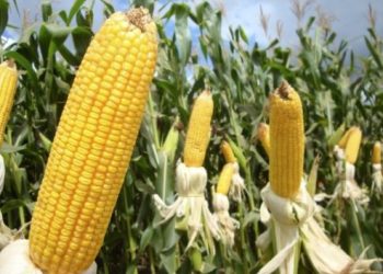 Valor Bruto da Produção agropecuária mineira mantém estimativa de crescimento recorde