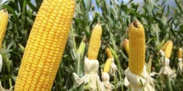 Valor Bruto da Produção agropecuária mineira mantém estimativa de crescimento recorde