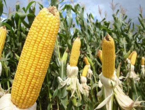 Valor Bruto da Produção agropecuária mineira mantém estimativa de crescimento recorde