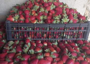 Programa Futuro no Campo incentiva jovem produtor a iniciar cultivo