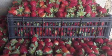 Programa Futuro no Campo incentiva jovem produtor a iniciar cultivo