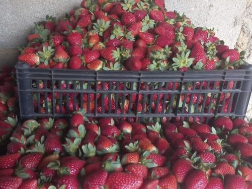 Programa Futuro no Campo incentiva jovem produtor a iniciar cultivo