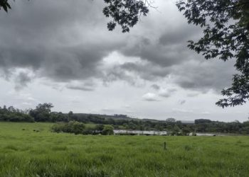 Epamig orienta sobre planejamento forrageiro no período de chuvas