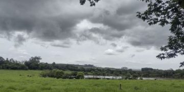 Epamig orienta sobre planejamento forrageiro no período de chuvas