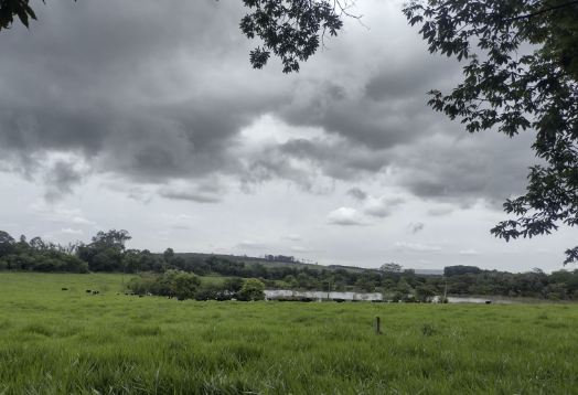 Epamig orienta sobre planejamento forrageiro no período de chuvas