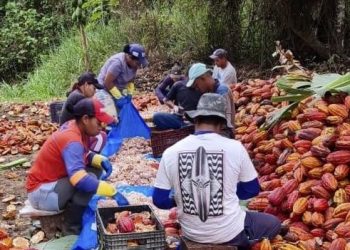 Método de plantio do cacau projeto Norte de Minas no mercado mundial