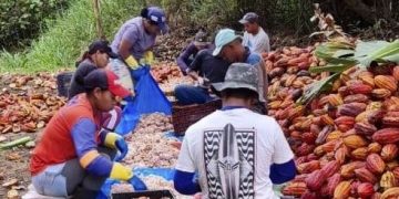 Método de plantio do cacau projeto Norte de Minas no mercado mundial